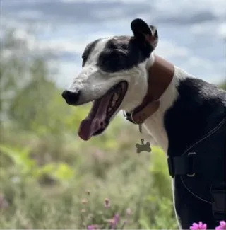Happy greyhound on a walk in the woods