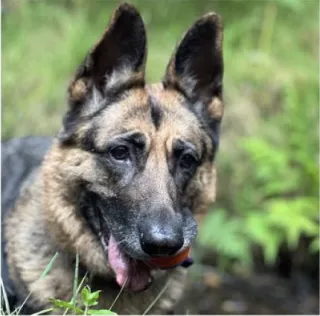 Alsatian on a walk in the woods