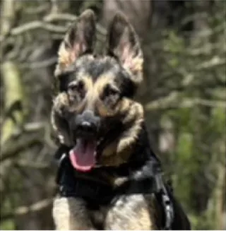 Belgian Malinois on a walk in the woods
