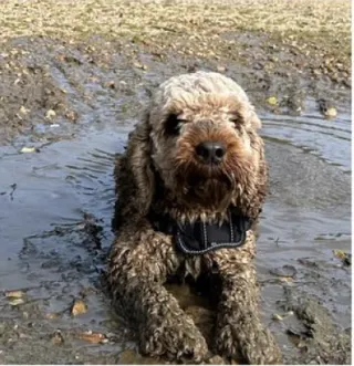 A very muddy Goldendoodle!