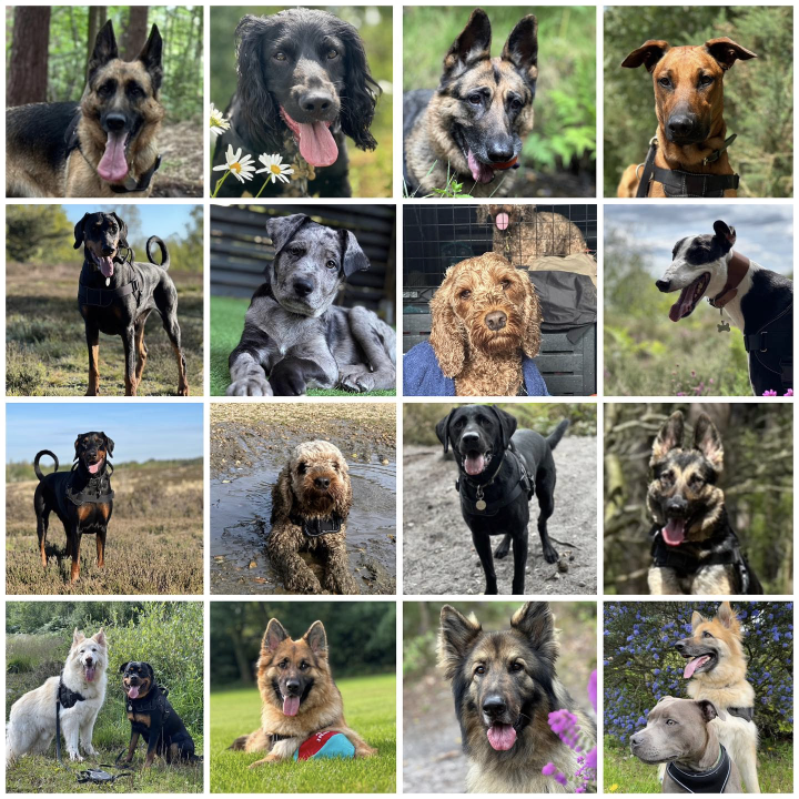 Collage of happy dogs