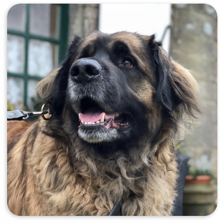 A Leonberger dog named Zeus